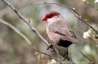 Common Waxbill (Estrilda astrild) 1