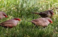 Common Waxbills feeding on the golf course (Estrilda astrild) 3