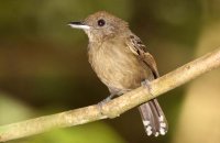 Western Slaty-Antshrike (Thamnophilus atrinucha)