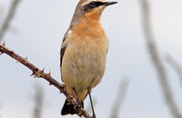 Wheatear (Oenanthe oenanthe) 1