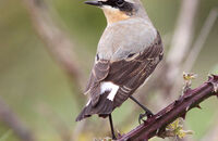 Wheatear (Oenanthe oenanthe) 2