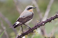 Wheatear (Oenanthe oenanthe) 3