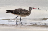 Whimbrel (Numenius phaeopus hudsonicus) and other wildlife seen on our beach walks.