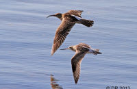 Whimbrel (Numenius phaeopus) and Bar-tailed Godwit (Limosa lapponica)
