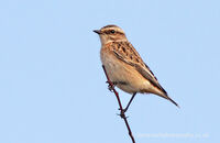 Whinchat (Saxicola rubetra)