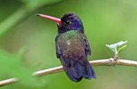 White-chinned Sapphire (Hylocharis cyanus)