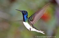 White-necked Jacobin (Florisuga melivora)