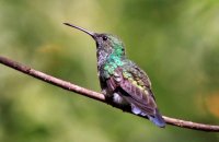 White-vented Plumeleteer (Chalybura buffonii)