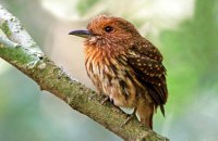White-whiskered Puffbird (Malacoptila panamensis) 1