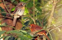 White-whiskered Puffbirds(Malacoptila panamensis) 2