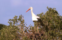White Stork (Ciconia ciconia) nesting