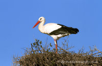 White Stork (Ciconia ciconia) nesting