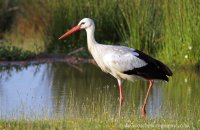 White Stork (Ciconia ciconia)