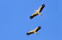 White Storks (Ciconia ciconia) flying