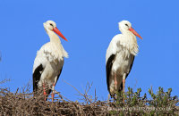 White Storks (Ciconia ciconia) nesting