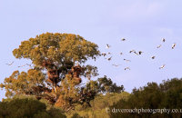 White Storks (Ciconia ciconia) nesting