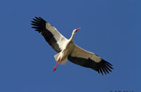White Stork (Ciconia ciconia)