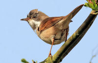 Whitethroat (Sylvia communis)