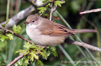 Whitethroat (Sylvia communis)
