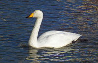 Whooper Swan (Cygnus cygnus) Tjörnin, Reykjavik