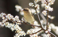 Willow Warbler (Phylloscopus trochilus)