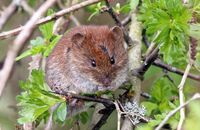 Wood Mouse (Apodemus sylvaticus)