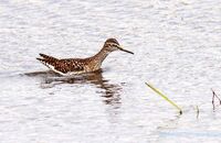 Wood Sandpiper (Tringa glareola)  7
