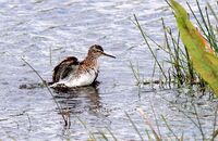 Wood Sandpiper (Tringa glareola) 2