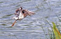 Wood Sandpiper (Tringa glareola) 4