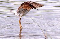 Wood Sandpiper (Tringa glareola) 5