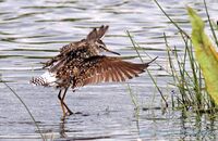 Wood Sandpiper (Tringa glareola) 3