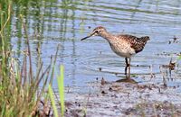 Wood Sandpiper (Tringa glareola) 1