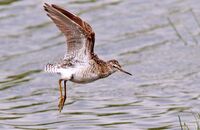 Wood Sandpiper (Tringa glareola) 6
