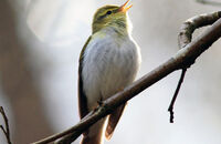 Wood Warbler singing (Phylloscopus sibilatrix) 1