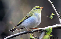 Wood warbler (Phylloscopus sibilatrix) 2