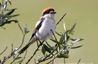 Woodchat Shrike (Lanius senator) 1