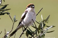 Woodchat Shrike (Lanius senator) 2