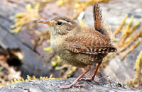 Wren (Troglodytes troglodytes) 1