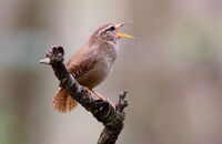 Wren singing (Troglodytes troglodytes) 2