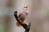 Wren singing (Troglodytes troglodytes) 3