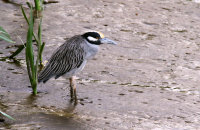 Yellow-crowned Night-Heron (Nyctanassa violacea) along the riverbank beside the boardwalk.