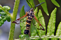Yellow-legged Clearwing (Synanthedon vespiformis)