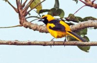 Yellow-tailed Oriole (Icterus mesomelas)