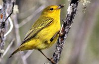 Yellow Warbler catching ants (Dendroica petechia aureola) (2)