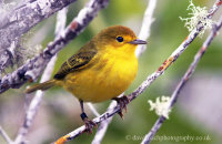 Yellow Warbler (Dendroica petechia aureola) (1)