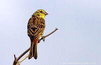 Yellowhammer (Emberiza citrinella)