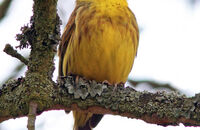 Yellowhammer singing (Emberiza citrinella)