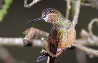 Young Chestnut-breasted Coronet (Boissonneaua mathewsii) covered in pollen