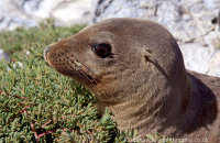 Young Galapagos Sealion (Zalophus wollebacki) (7)