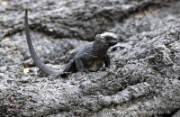 Young Marine Iguana (Amblyrhynchus cristatus) (1)